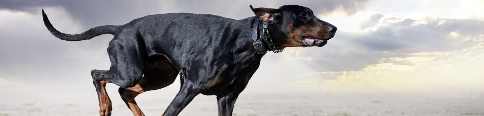 What To Do When a Dog Bites